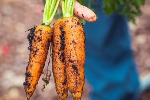 Systèmes alimentaires - Pôles d'innovation sociale de l'Esplanade
