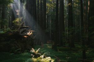environnement et changements climatiques