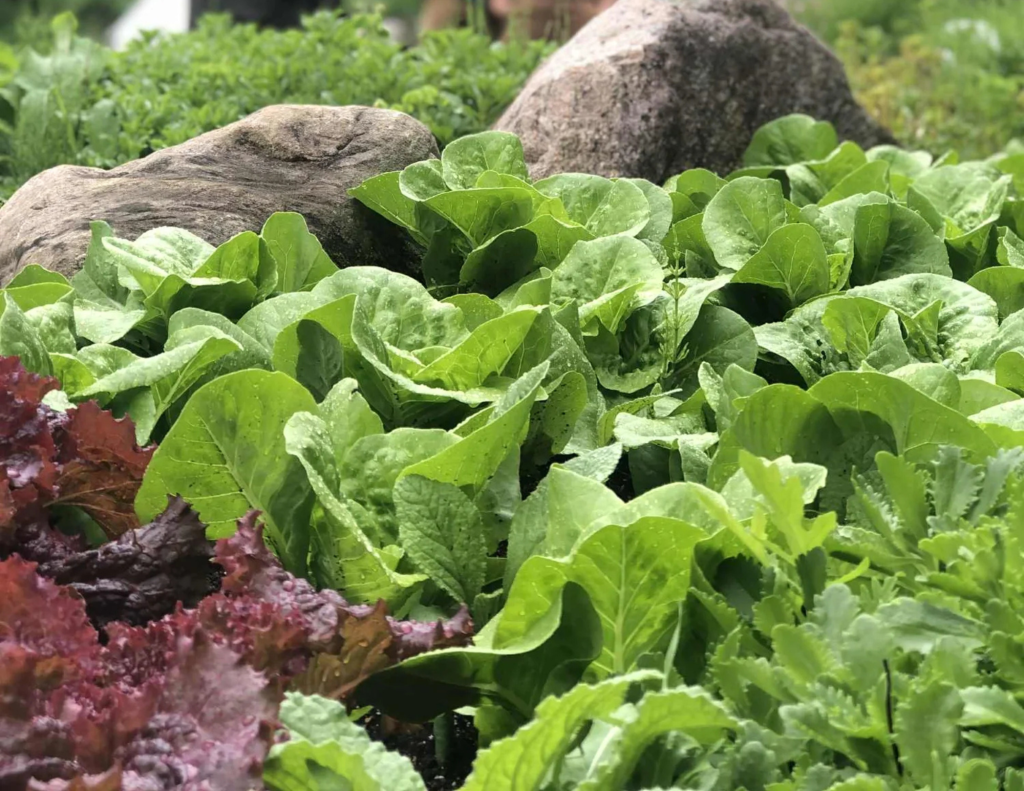 Les jardins de l'Écoumène Les jardins de l'Écoumène produisent des semences biologiques patrimoniales sur leur terre de Lanaudière.
