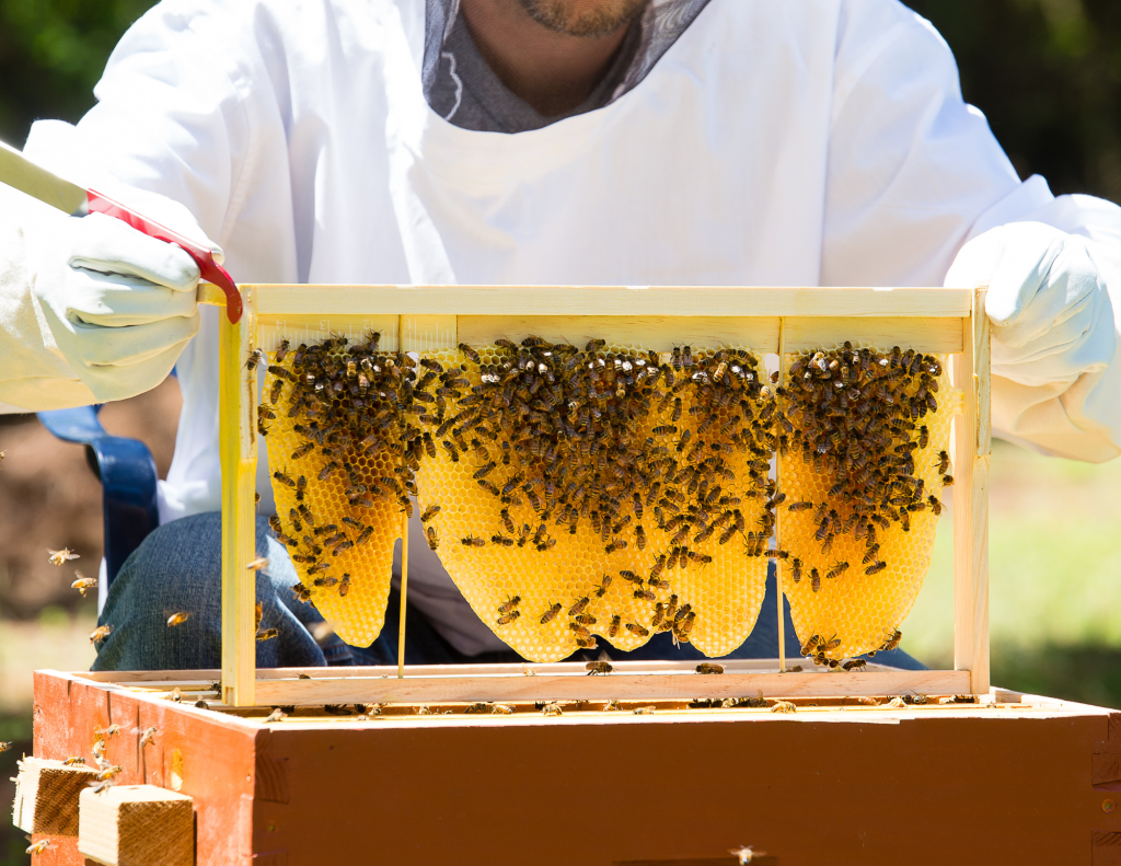 Nectar Nectar Technologies a créé une plateforme numérique pour optimiser les opérations des apiculteur.rice.s.