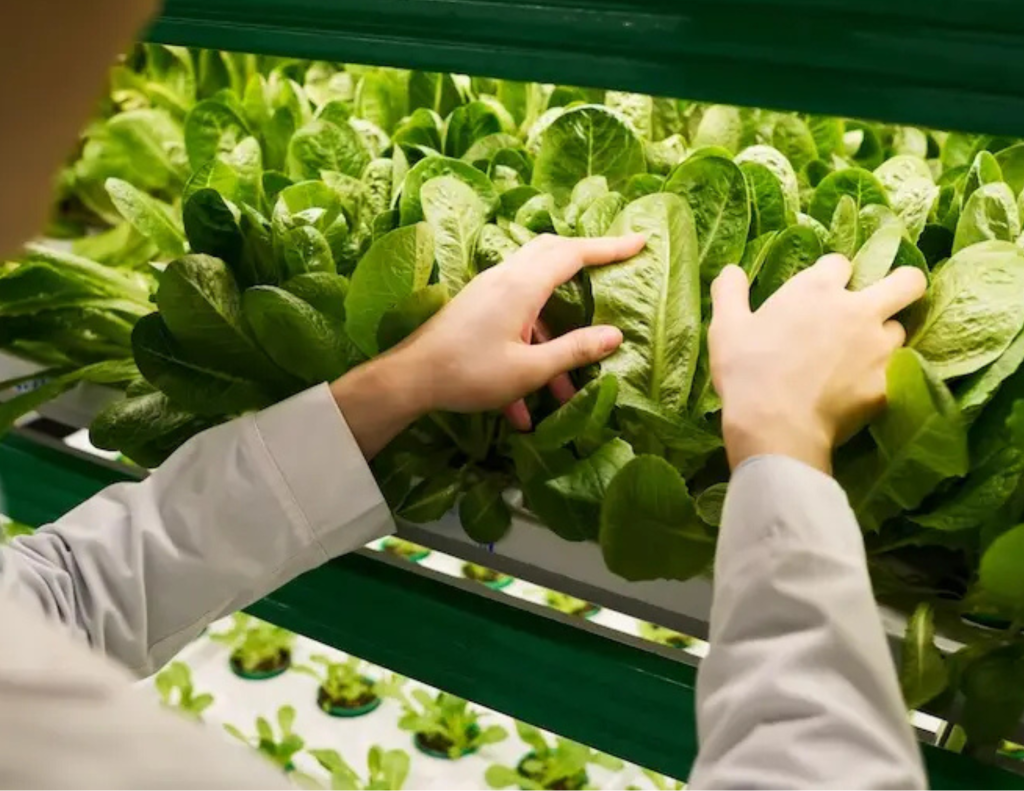 Planteva Farms Planteva Farms révolutionne l'agriculture avec une production automatisée et durable de jeunes plants.