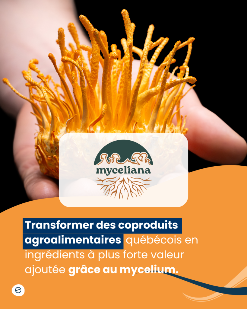Dévoilement SI (8) Myceliana développe des alternatives à la viande saines, protéinées et peu transformées, en exploitant les propriétés de transformation du mycélium.